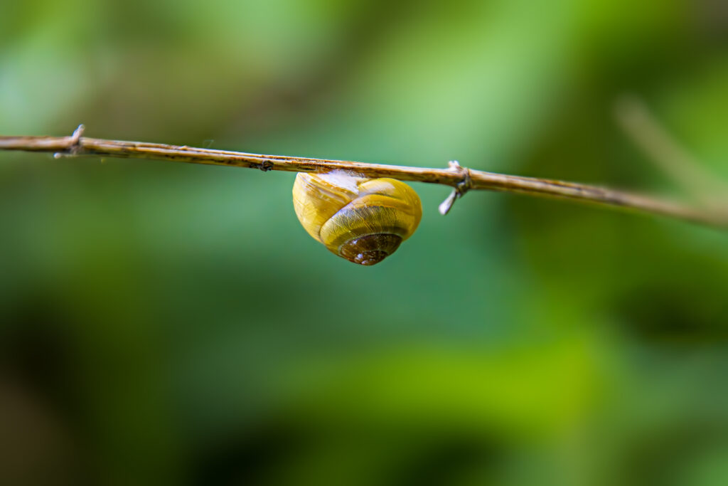 Schnecke