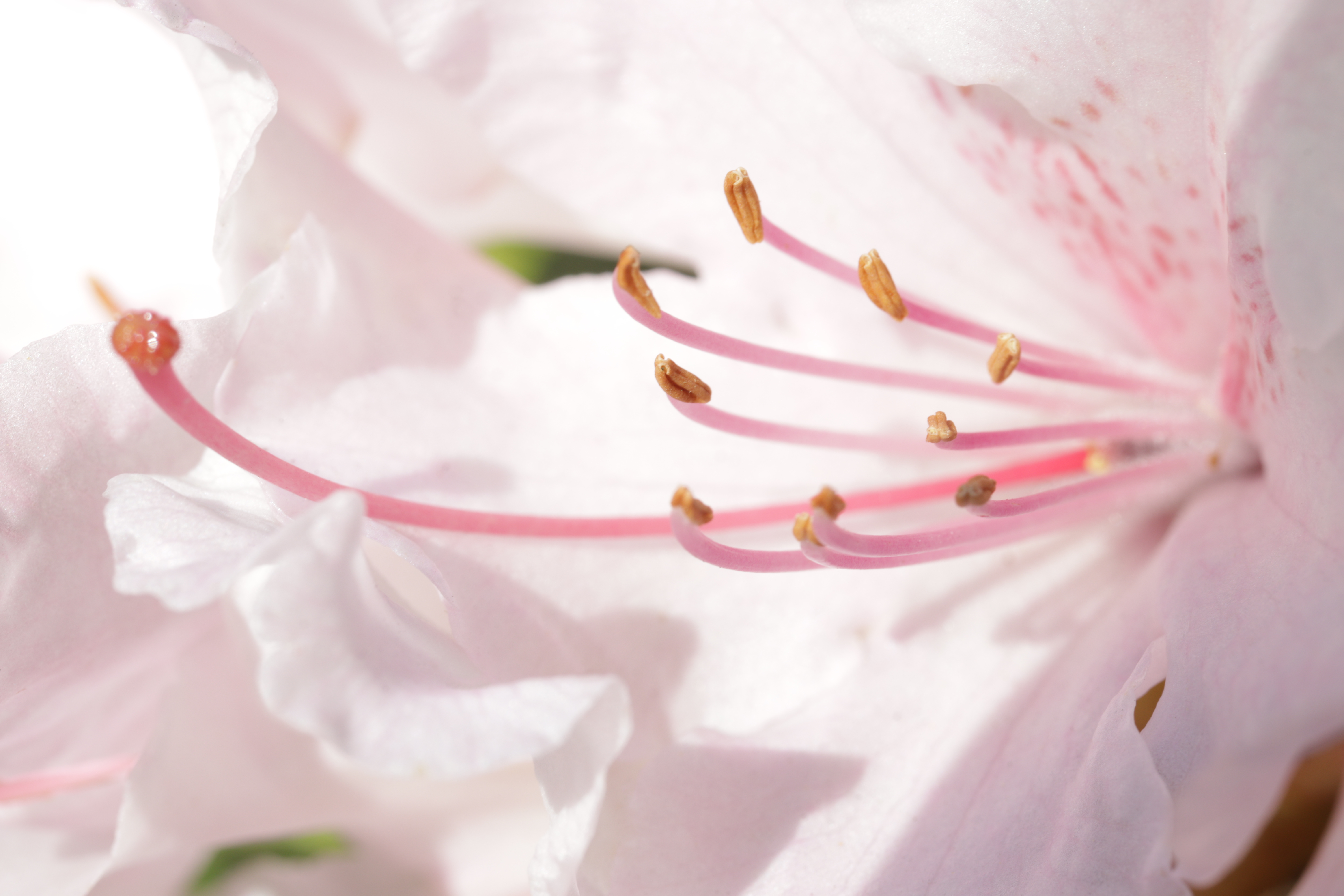 Rhododendron zart rosa