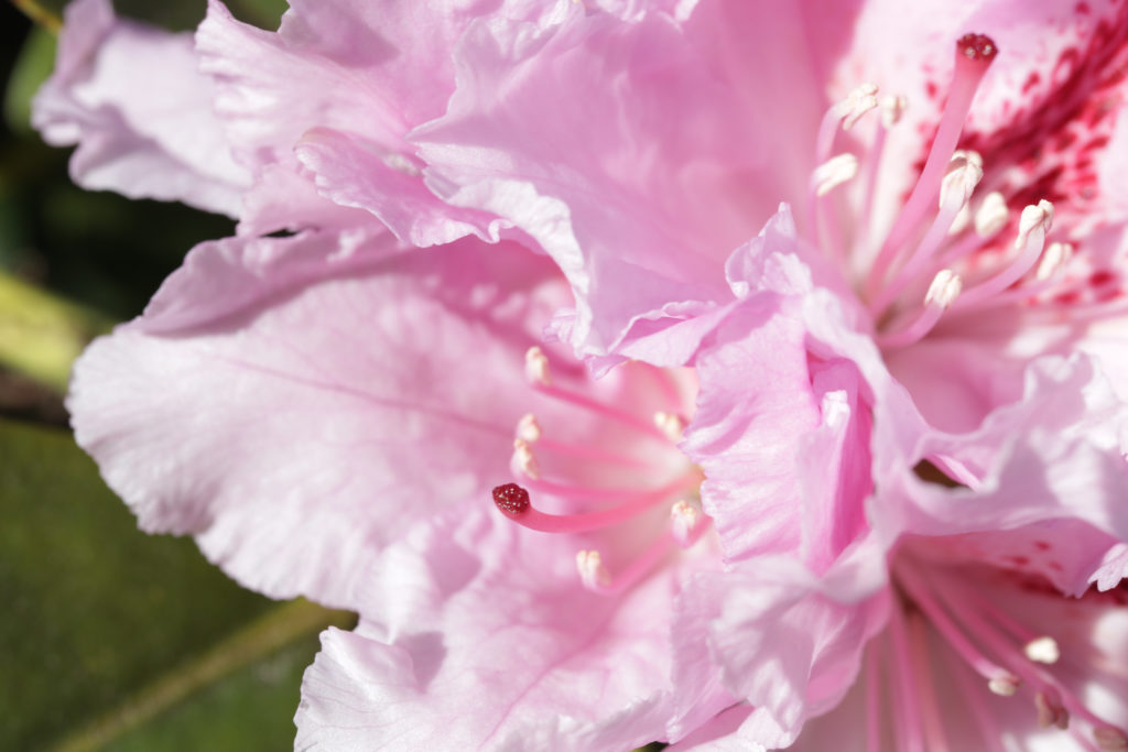 Rhododendron pink