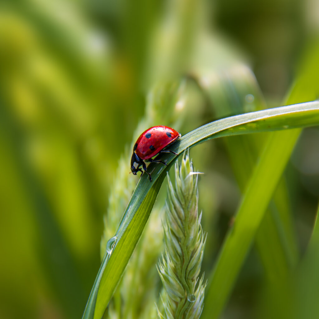 Marienkäfer und der Regentropfen