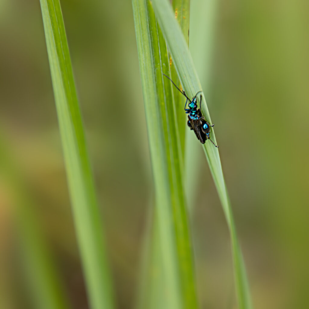 Scheinbockkäfer