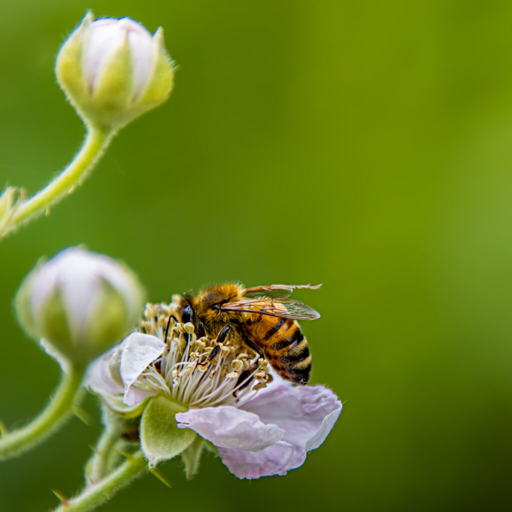 Die Brombeeren blühen - Bienenbesuch