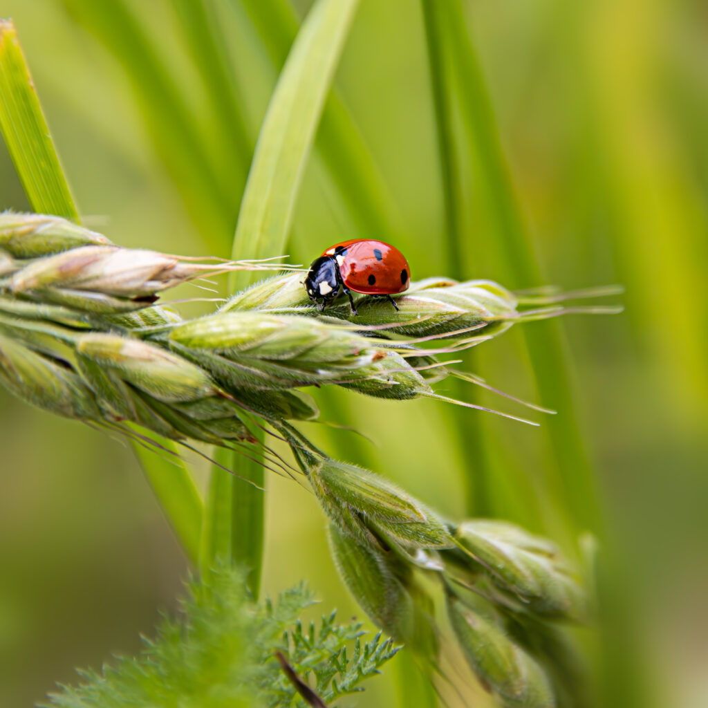 Marienkäfer auf der Wiese