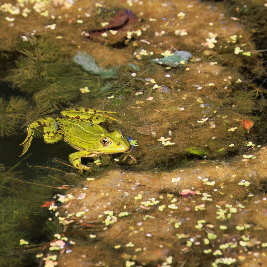 Wasserfrosch - Schloss See Criewen