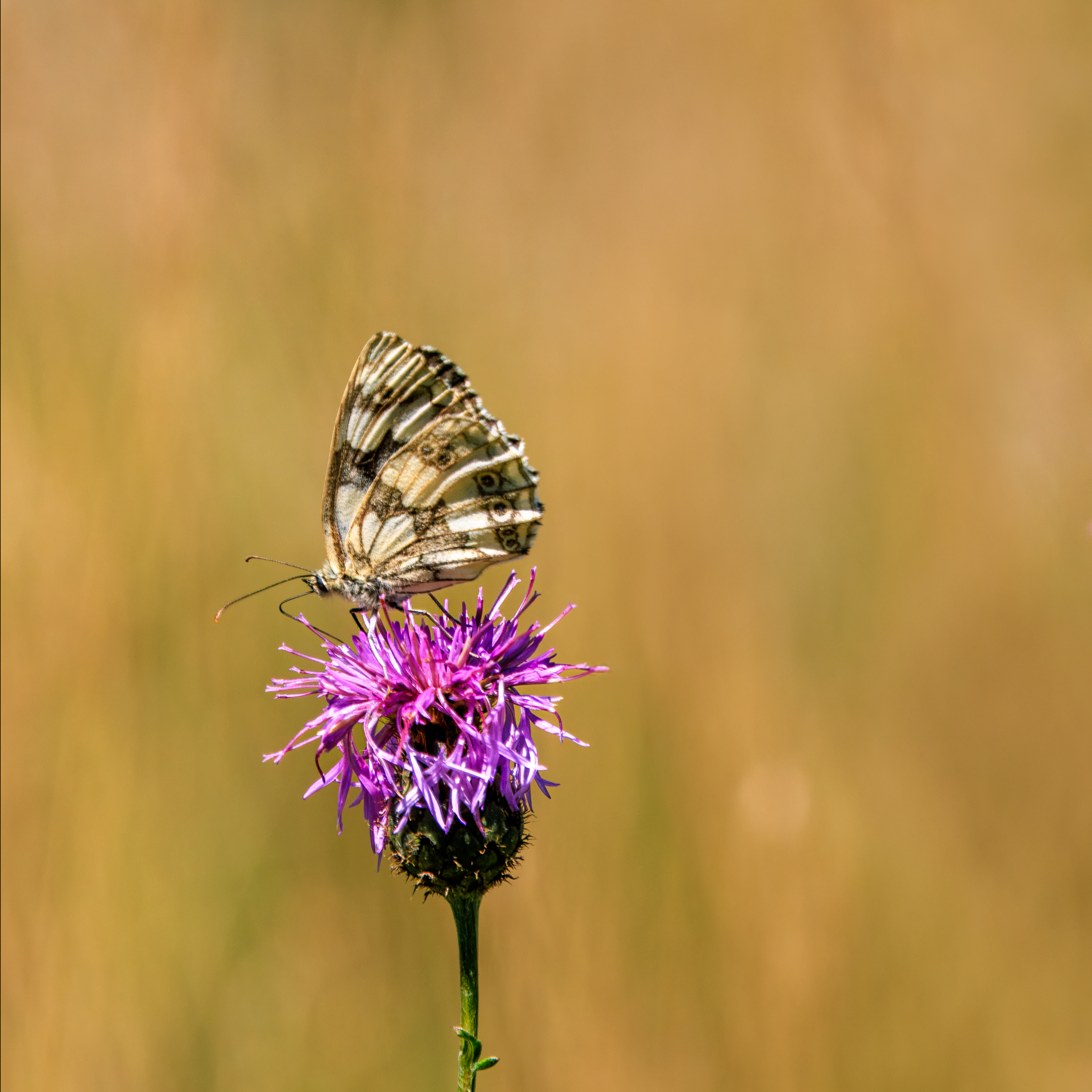 Das Schachbrett- Schmetterling