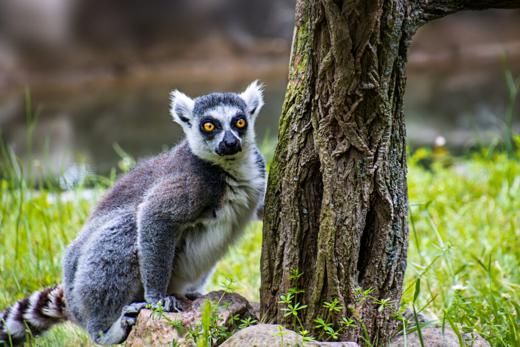 Katta - Tierpark Angermünde