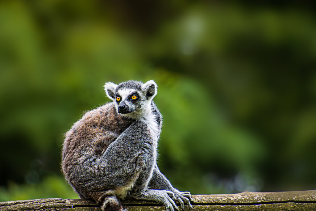 Katta - Tierpark Angermünde