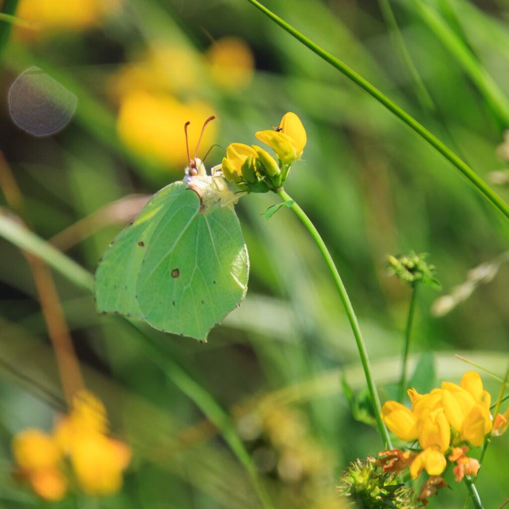 Zitronenfalter-Wildblumenwiese Criewen