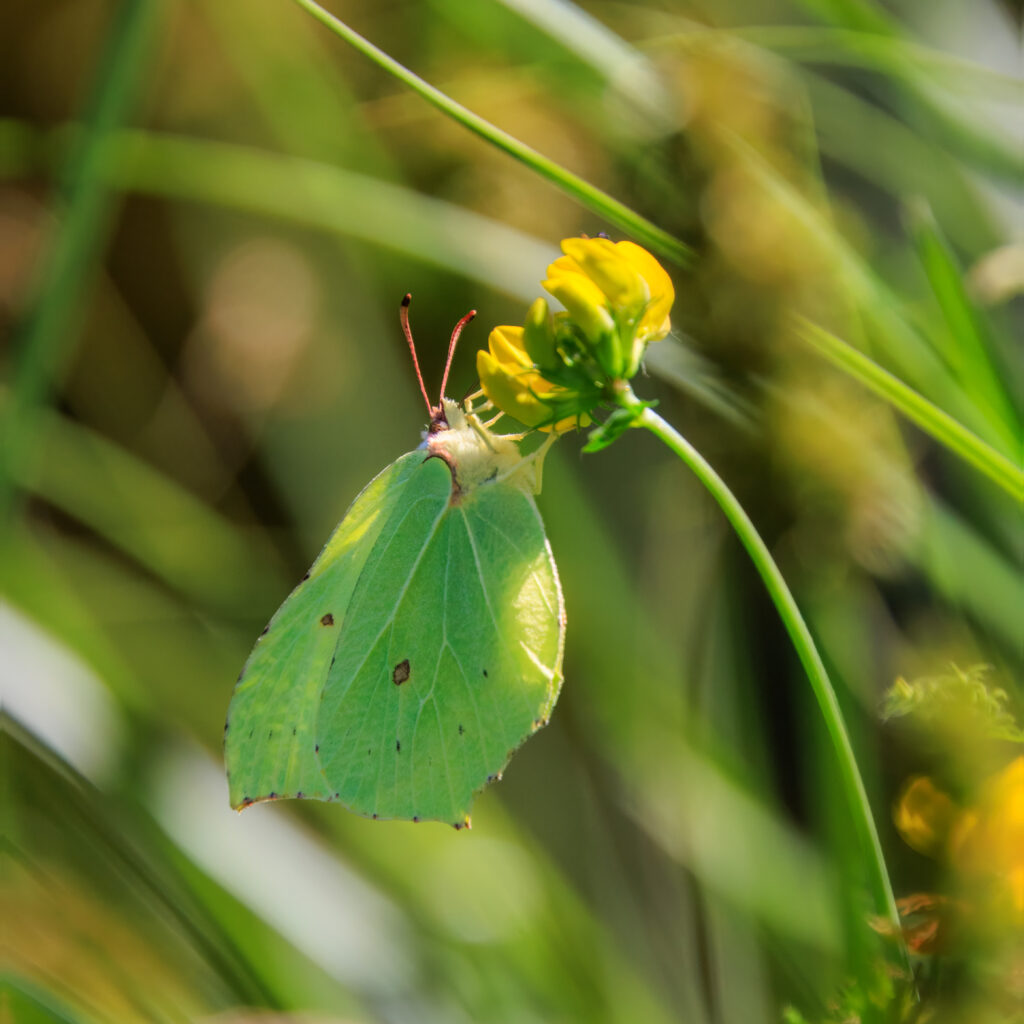 Zitronenfalter-Wildblumenwiese Criewen