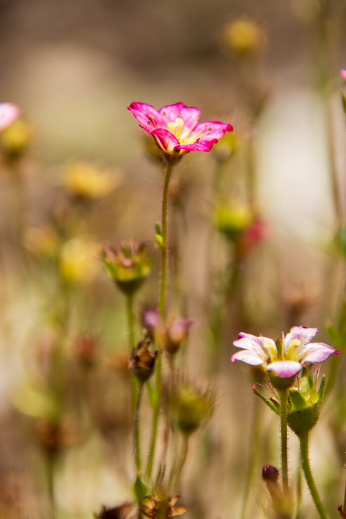 Florales