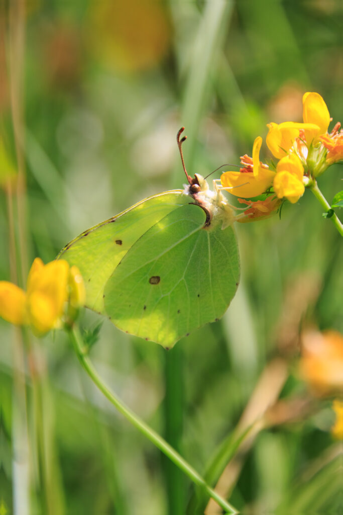 Zitronenfalter-Wildblumenwiese Criewen