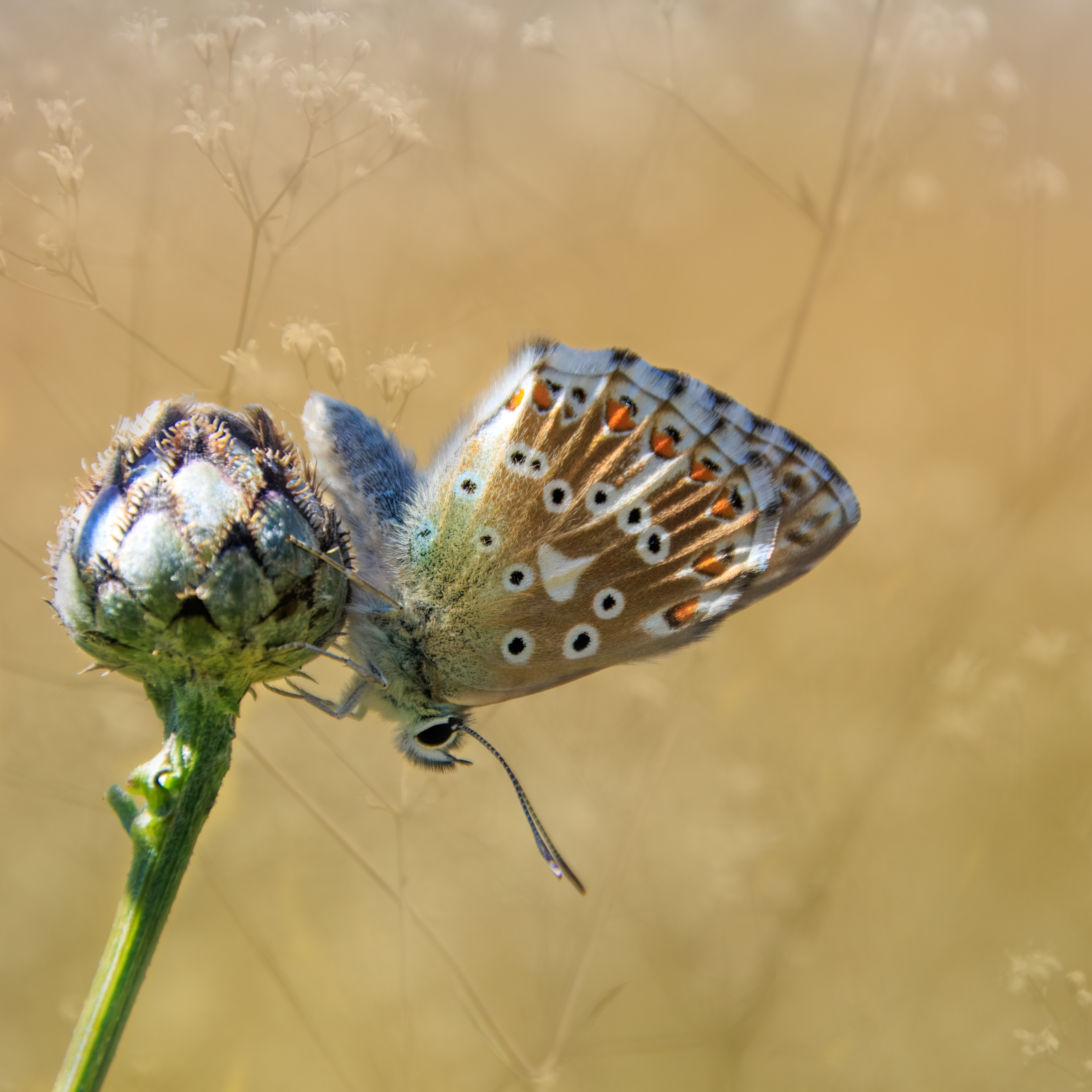 Himmelblauer Bläuling