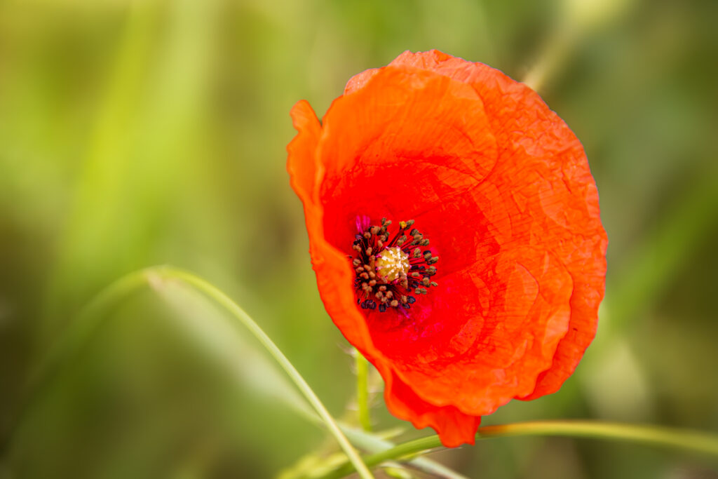 Mohn in der Uckermark