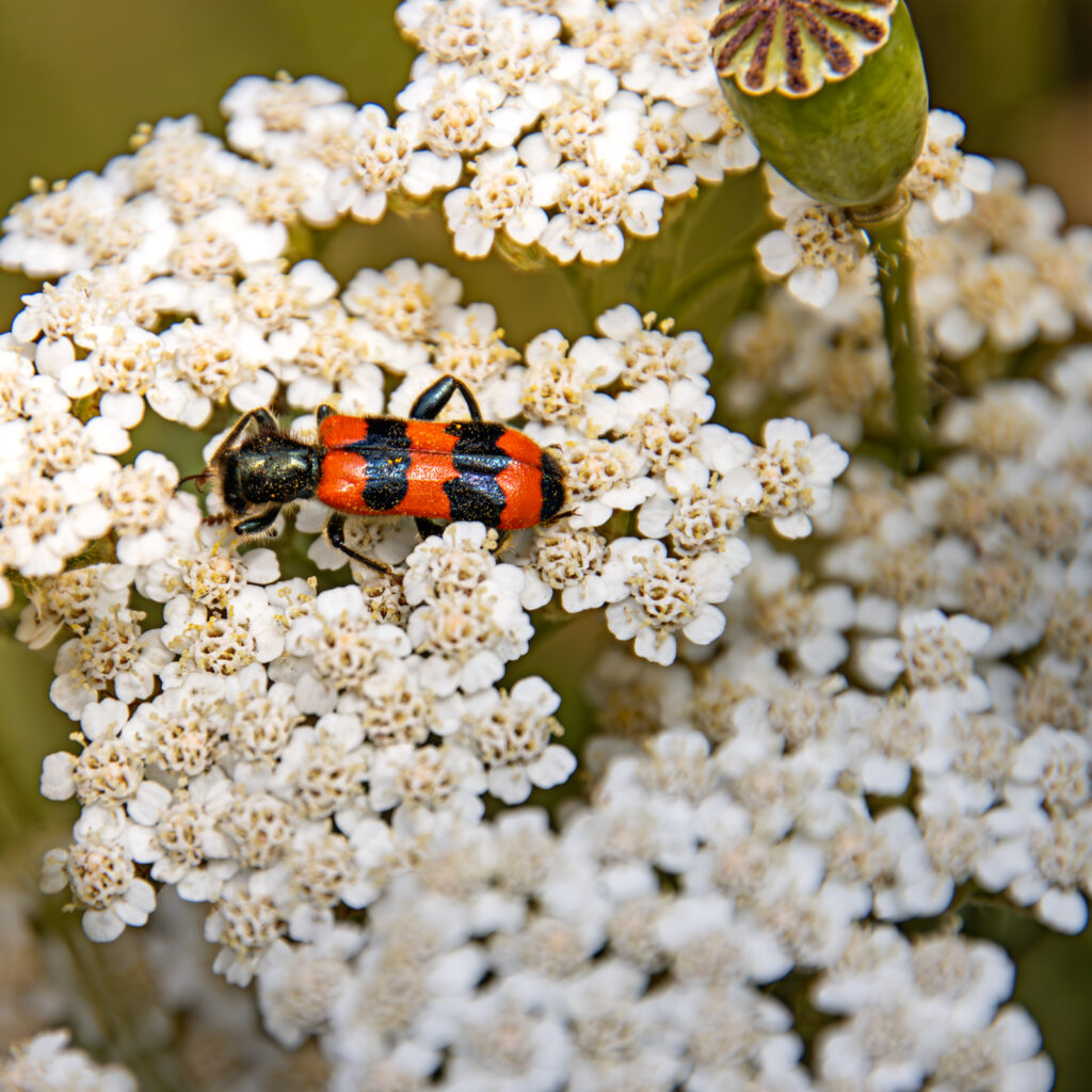 Gemeiner Bienenkäfer