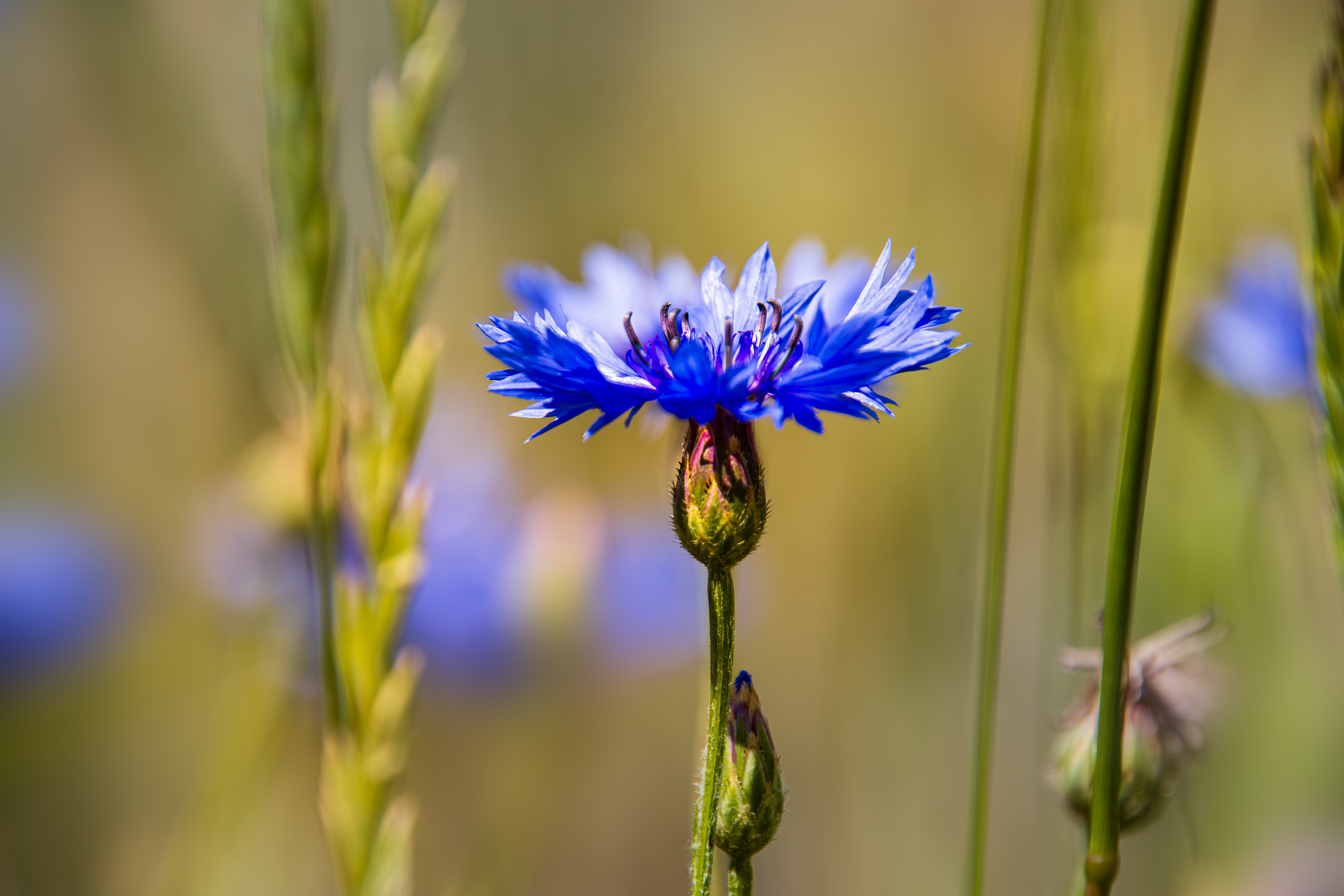 Kornblumen in der Uckermark