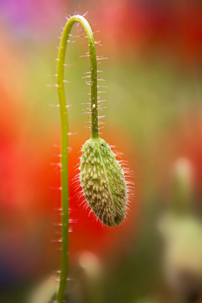 Mohn - Wilde Uckermark