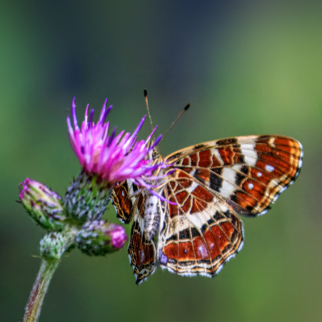 Landkärtchen an Sumpf-Kratzdistel