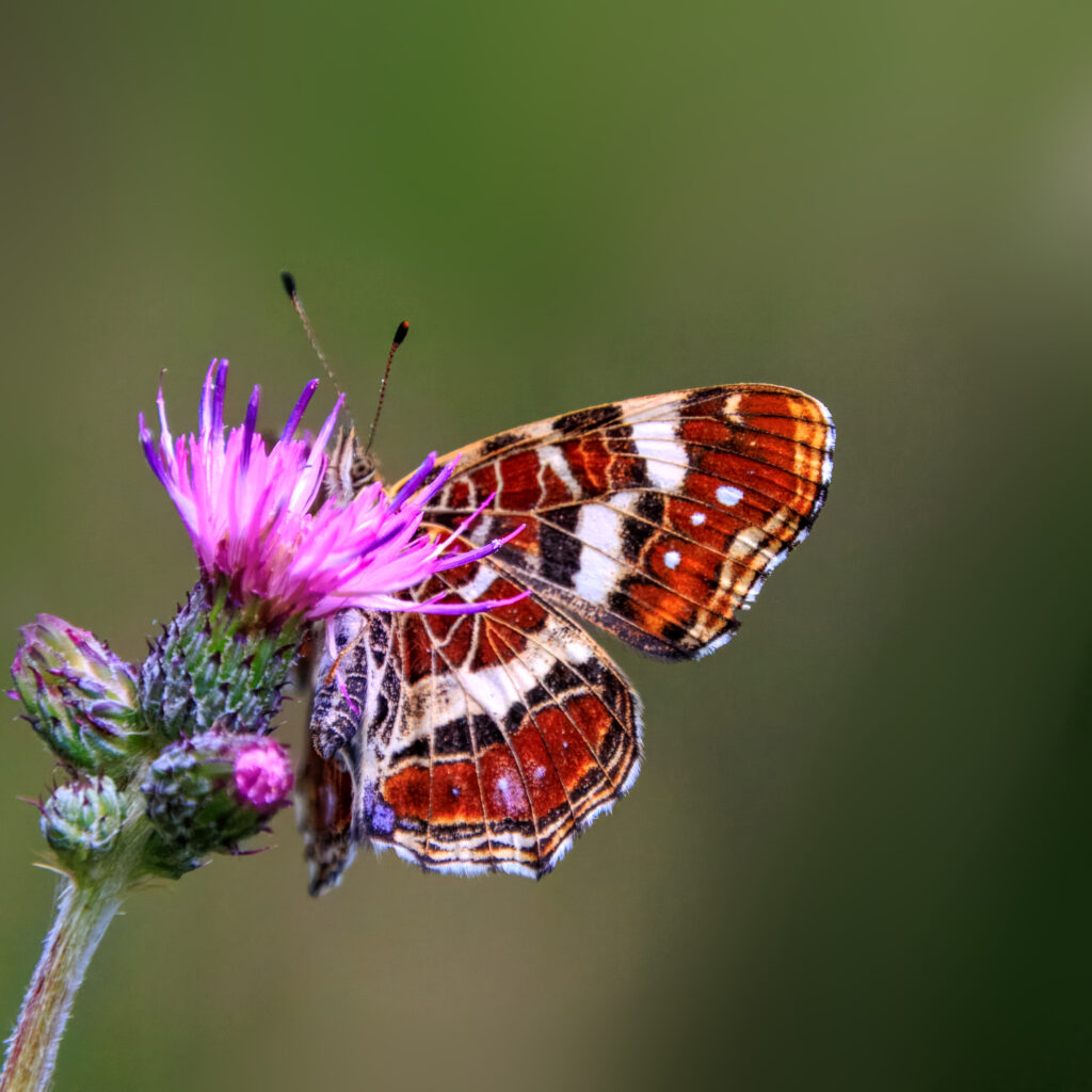 Landkärtchen an Sumpf-Kratzdistel