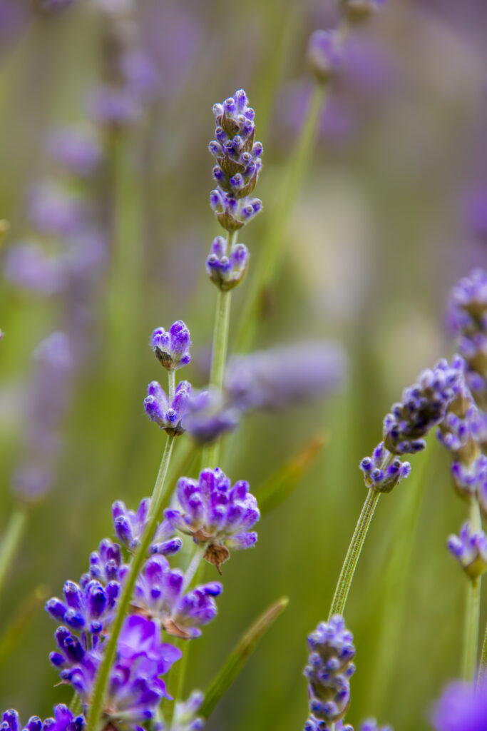 Lavendel - Wilde Uckermark