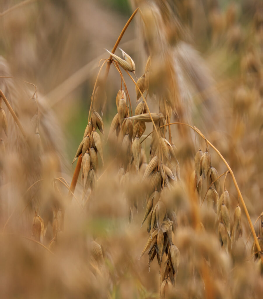 Hafer - Nutzgarten