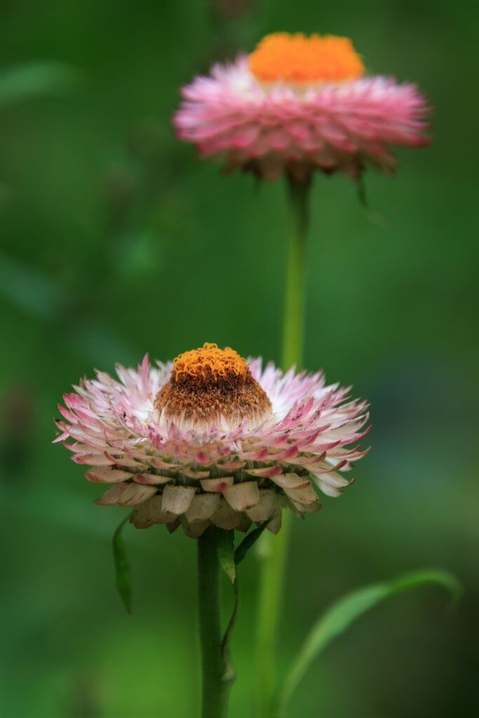 Strohblume - Loki Schmidt Garten 2025