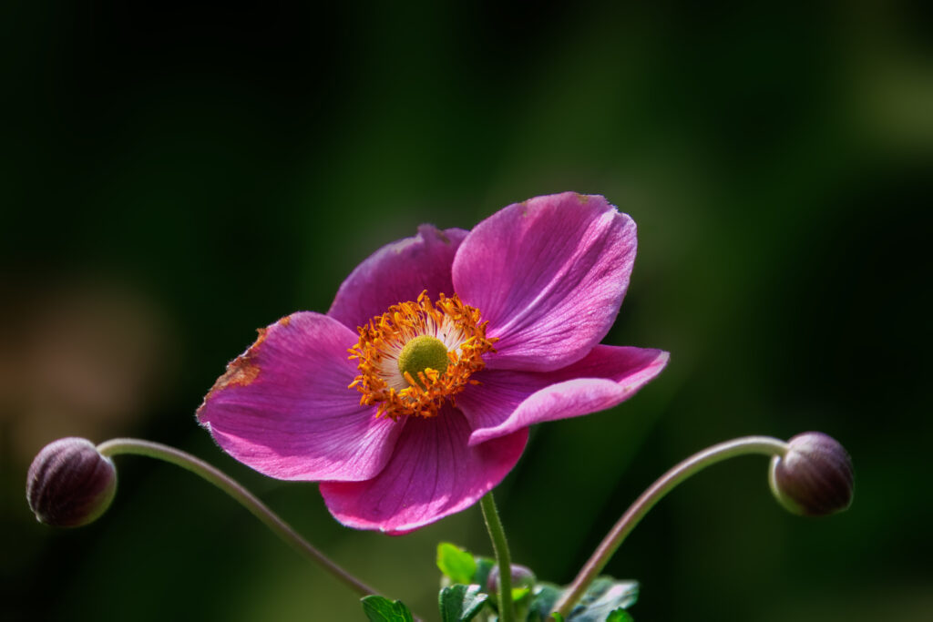 Anemone in Pink