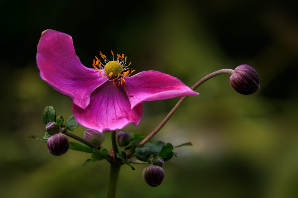 Anemone