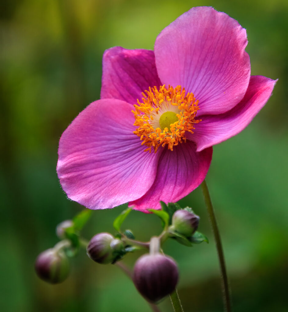 Anemone - Loki Schmidt Garten