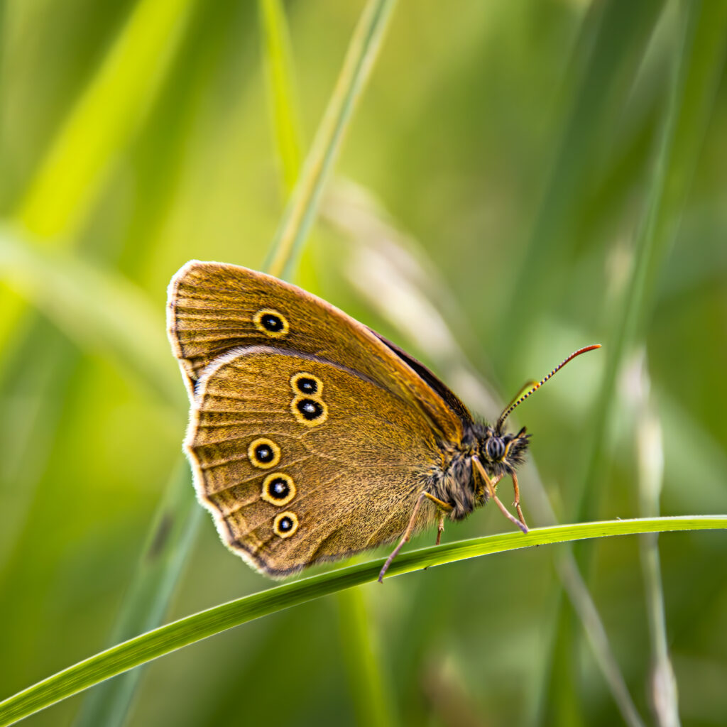 Brauner Waldvogel