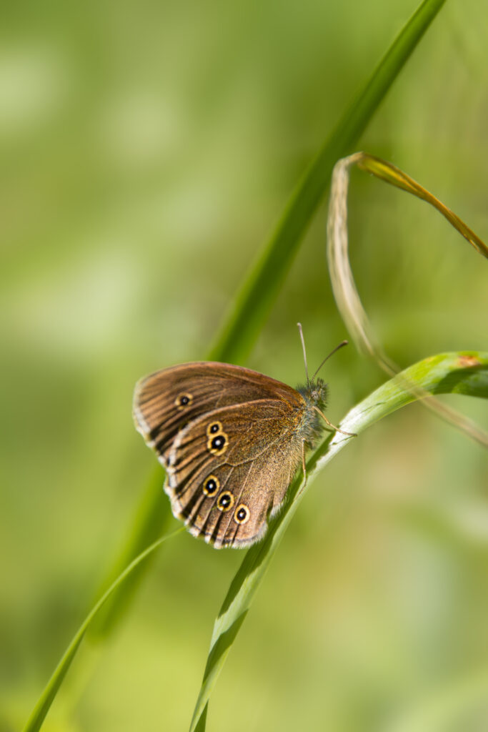 Brauner Waldvogel