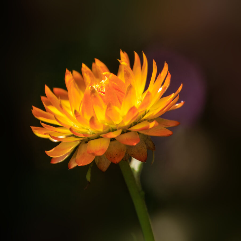 Strohblume