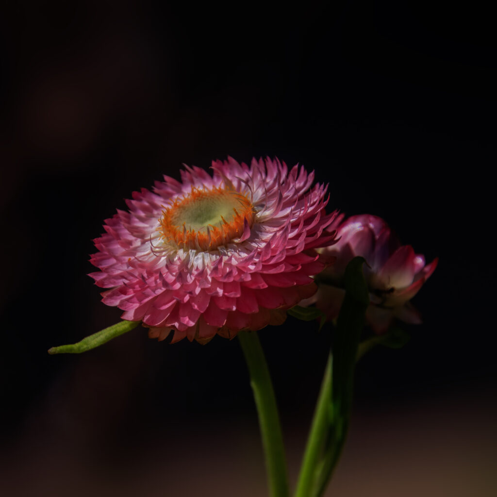 Strohblume Pink