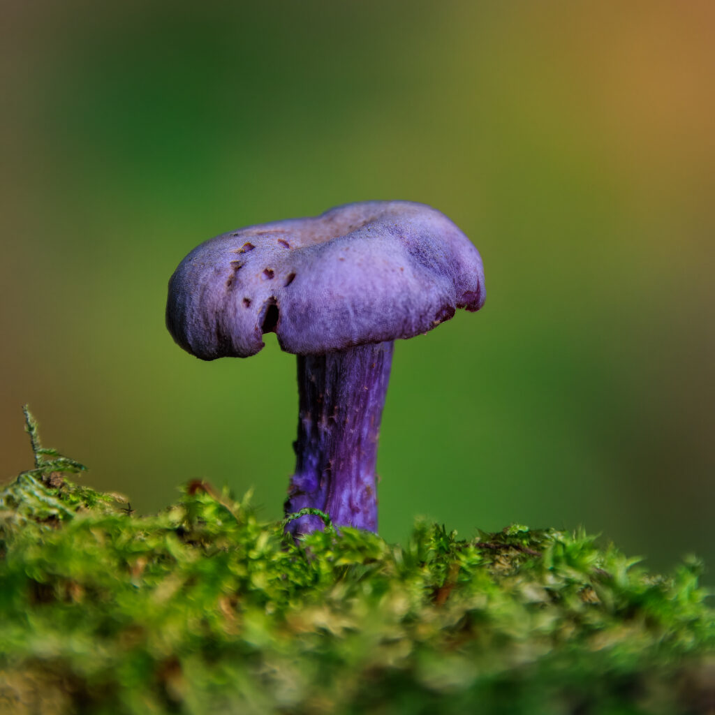 Violetter Lacktrichterling