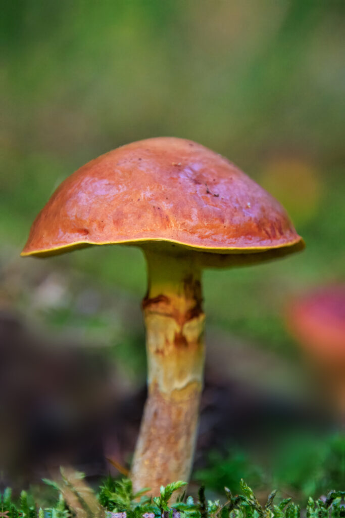 Goldener-Röhrling