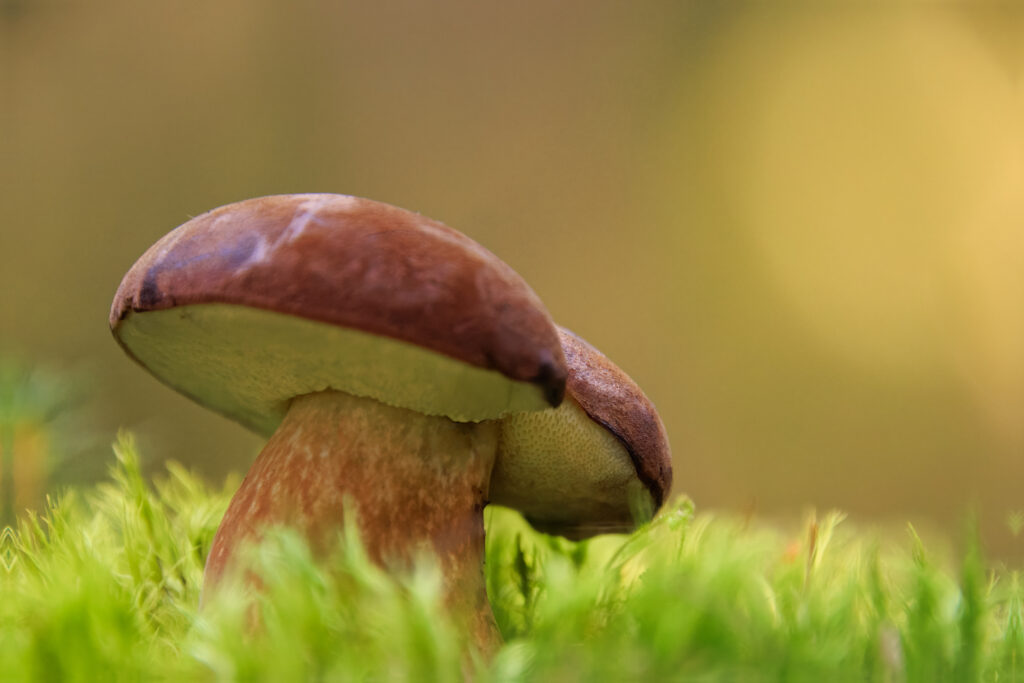 Marone - Pilze im Wald 2025