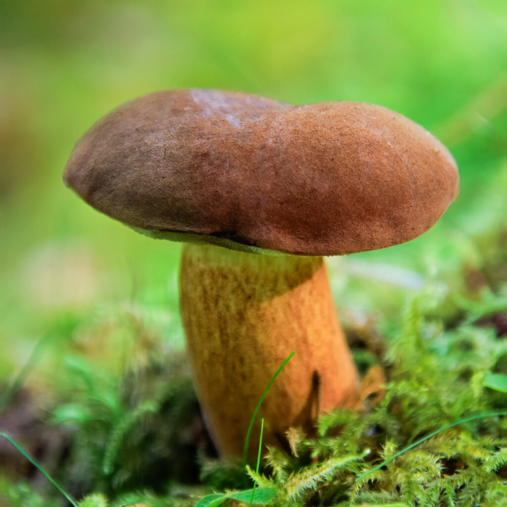 Marone - Pilze im Wald 2025