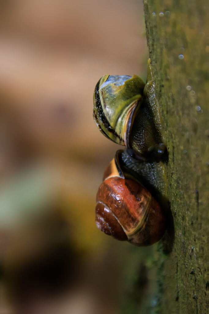 Hain-Bänderschnecke - Katinger Watt