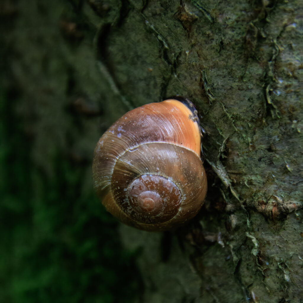 Hain-Bänderschnecke - Katinger Watt