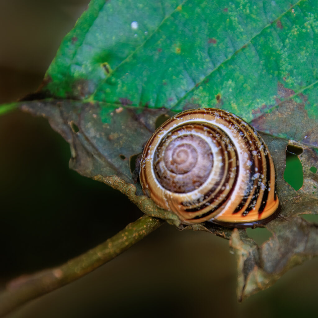 Hain-Bänderschnecke - Katinger Watt