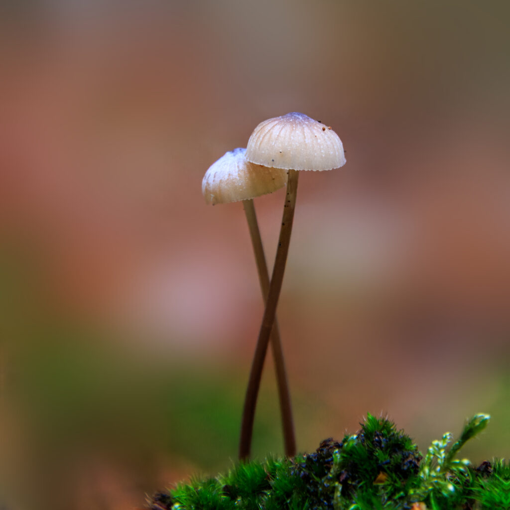 Halsband-Schwindling