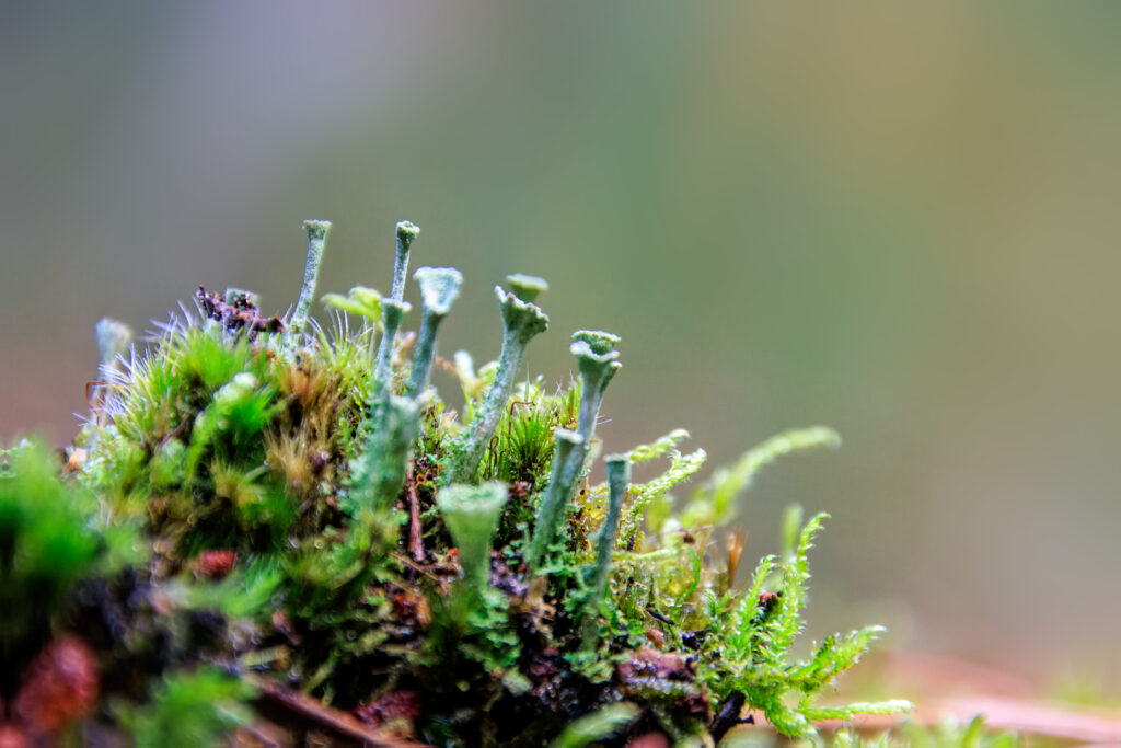 Trompeten-Becherflechte