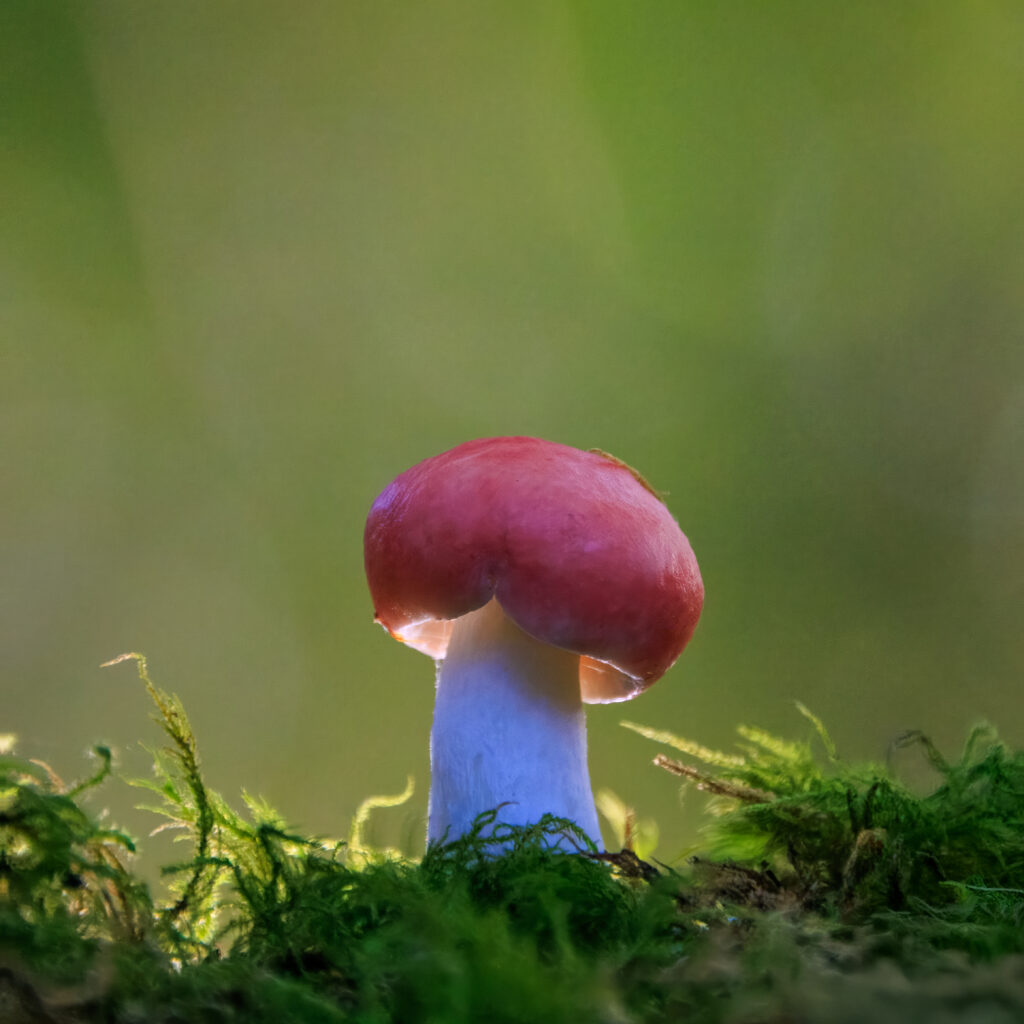 Buchen-Spei-Täubling