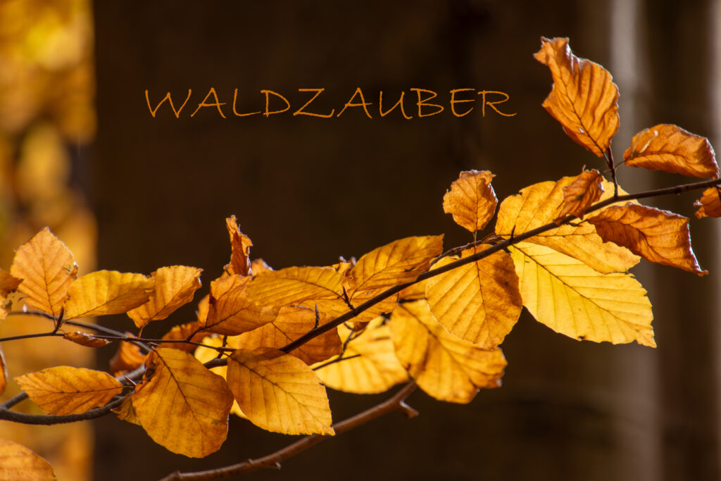 Waldzauber