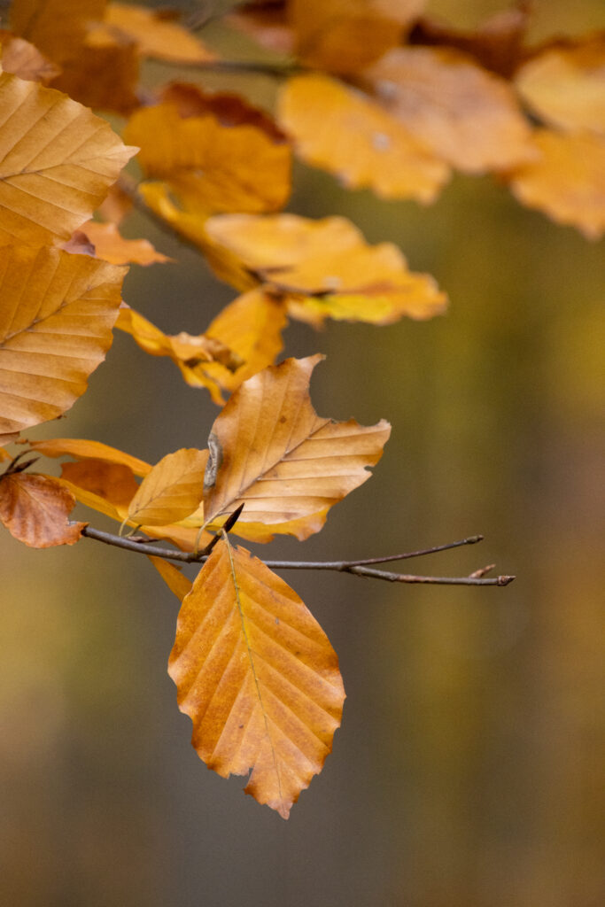 Herbst im Rüstjer Forst