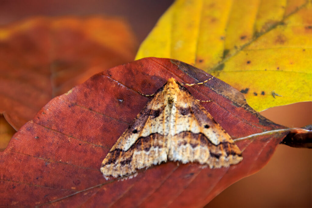 Der Große Frostspanner