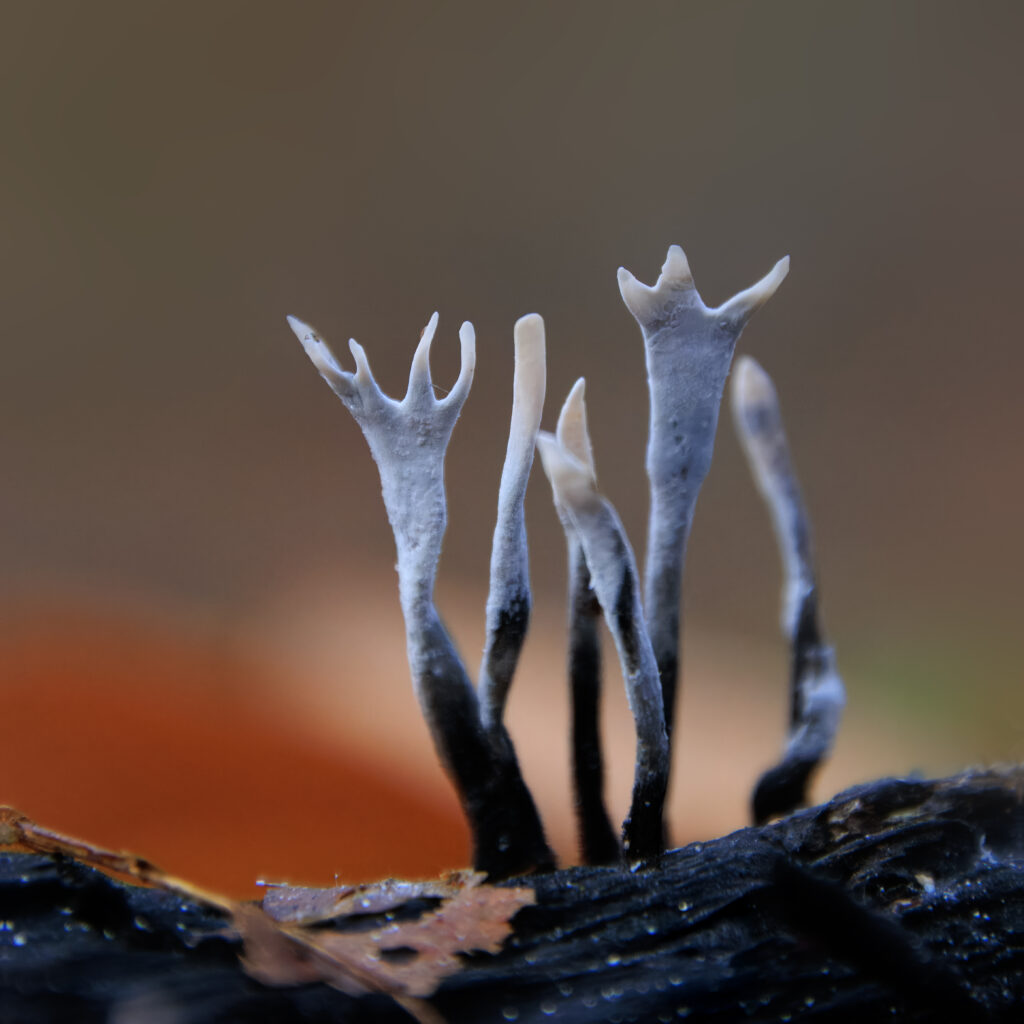 Geweihförmige Holzkeule