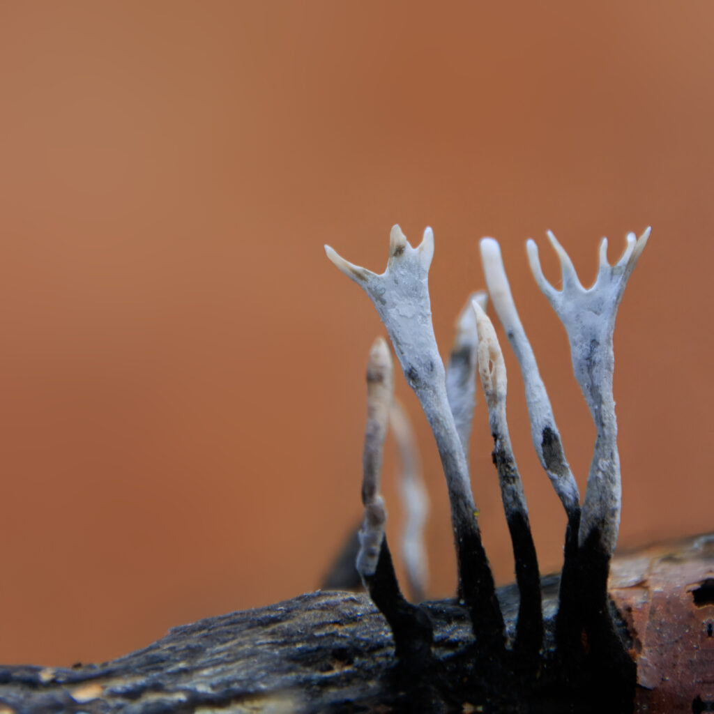 Geweihförmige Holzkeule