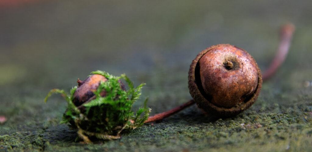 Herbst im Rüstjer Forst