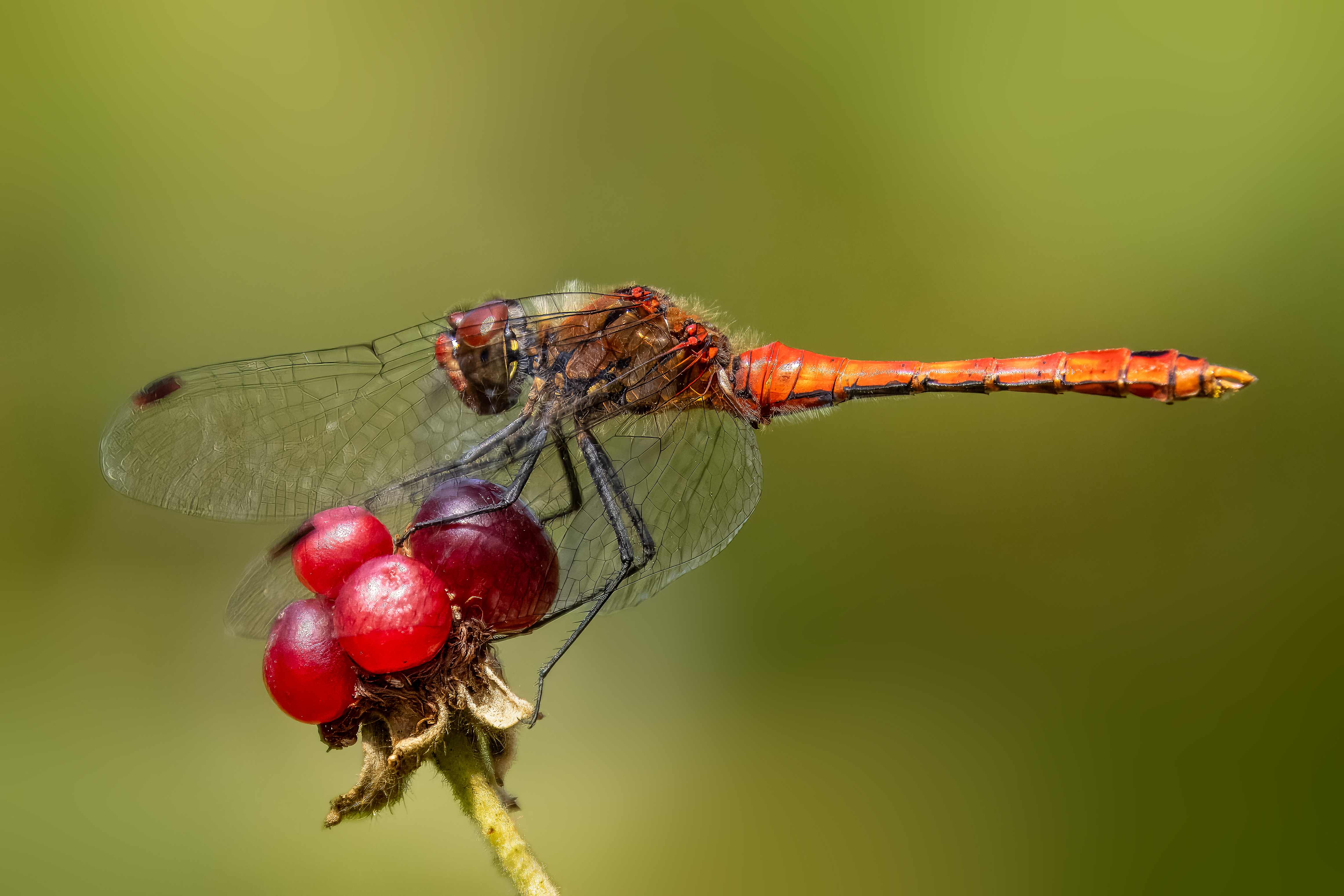 Rote Heidelibelle