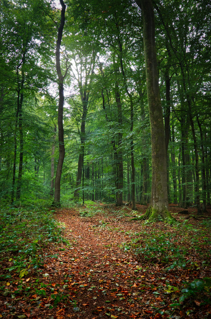 Waldweg